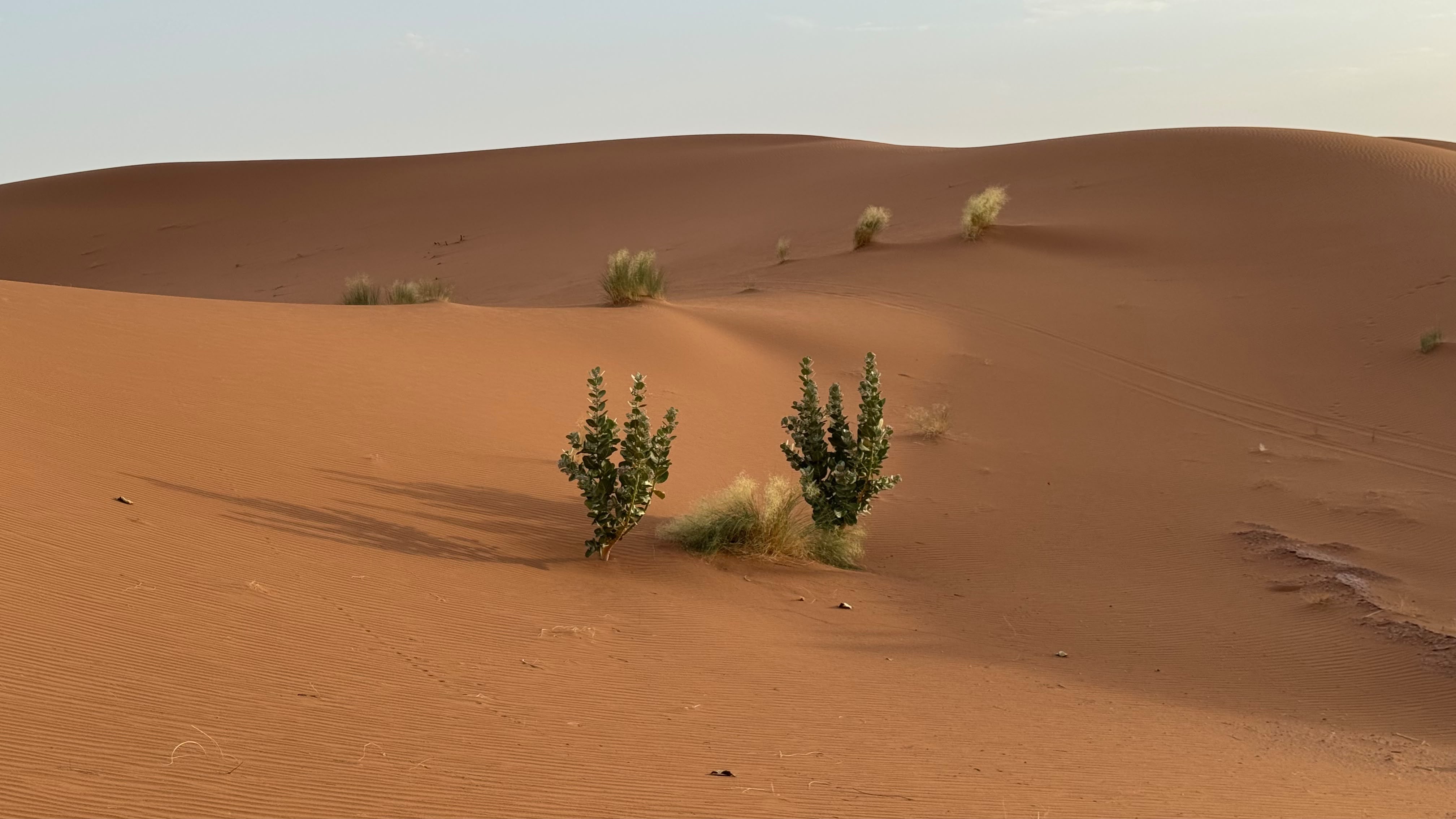 5-Day Southeastern Morocco Grand Oasis & Sahara Crossing